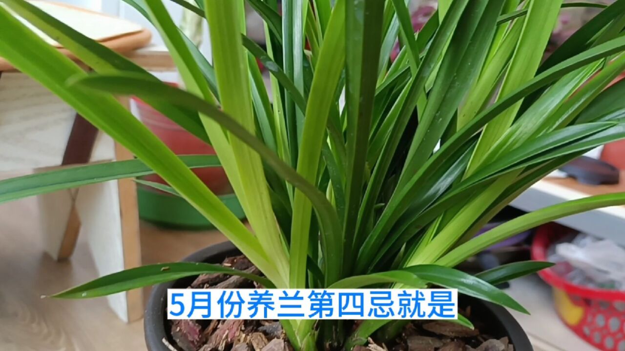 兰花怎么养殖方法(香水兰花怎么养殖方法)