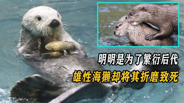 海獭仅仅只想繁衍后代,雄性为何要将对方折磨致死?