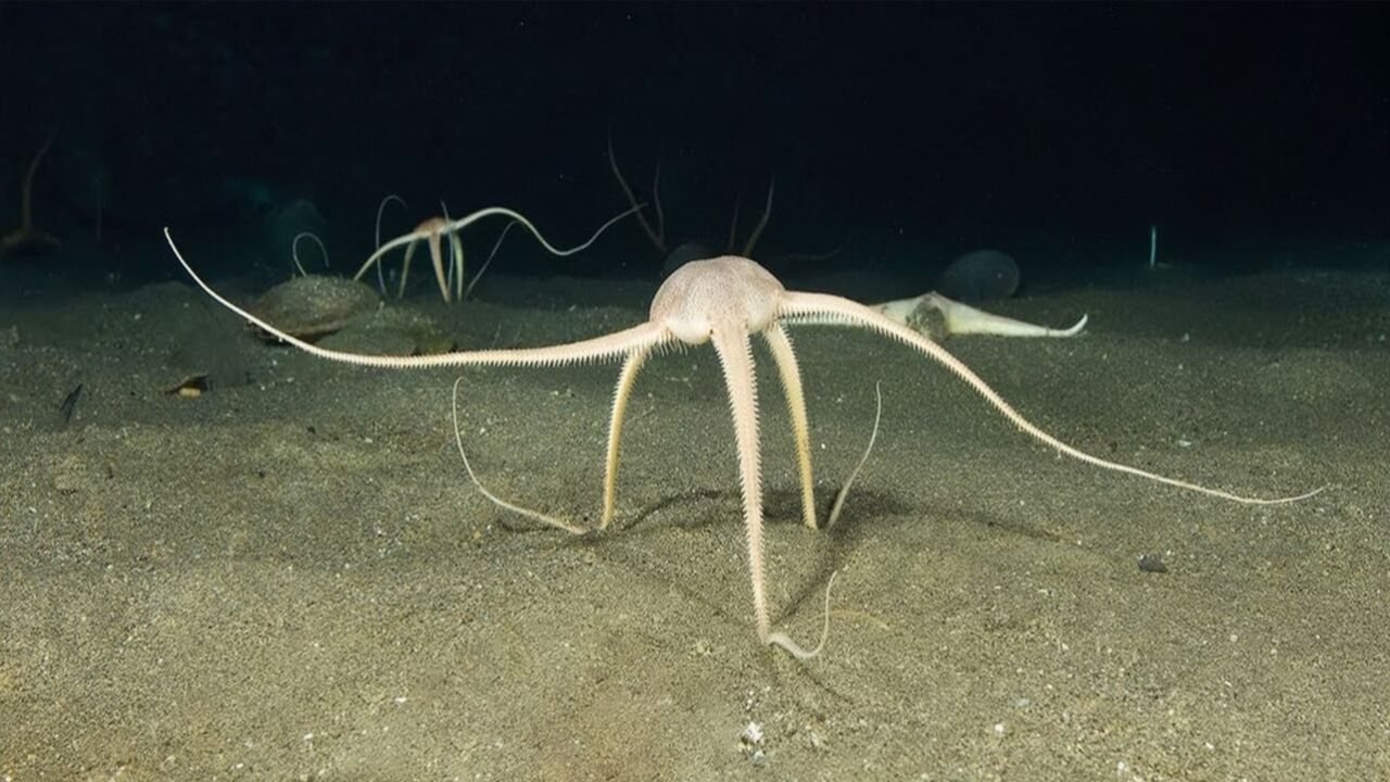 这不是科幻片场景,2400米深海底,几只怪异生物正在抢夺食物