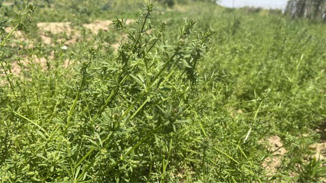 田间恶性杂草,没想到如今价值高的不了得,不认识的太可惜了