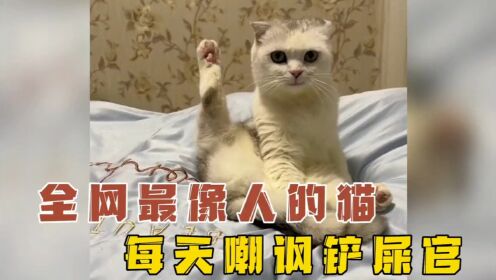 它是全网活的最像人的猫，每天都要嘲讽铲屎官！家有傻猫这猫成精了猫咪的迷惑行为_高清1080P在线观看平台_腾讯视频