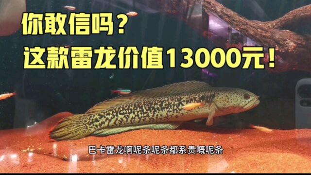 你敢信吗?这款雷龙卖13000元一条,老板说不还价!