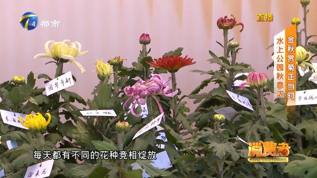 又到一年赏秋时!水上公园的菊花千姿百态、竞相绽放