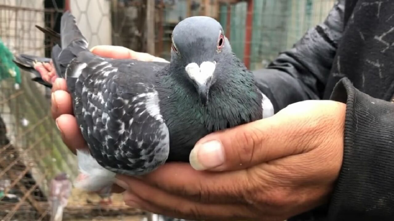 欣赏下这羽詹森雄,一字尾八字鼻,头部饱满龙骨粗壮