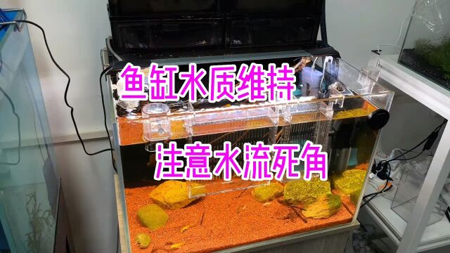 天气热了 又到了考验水质的时候了 一定要做好鱼缸的维护