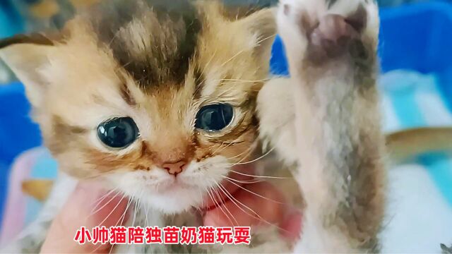 小帅猫甘当接盘侠,陪独苗小奶猫玩耍,只为多蹭几顿猫妈的月子餐