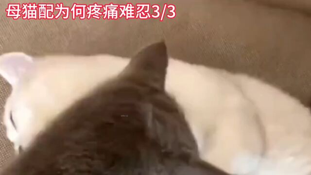 母猫交配为何疼痛难忍