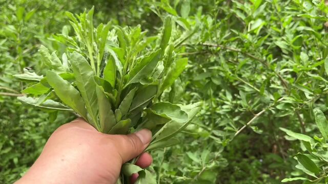 野生枸杞芽能吃吗?懂得人都摘回家泡茶或凉拌,原来好处这么多