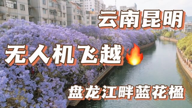 无人机拍摄,城市里的另一道风景,云南昆明,盘龙江畔蓝花楹!