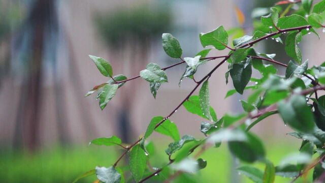 夏天的回忆——雨