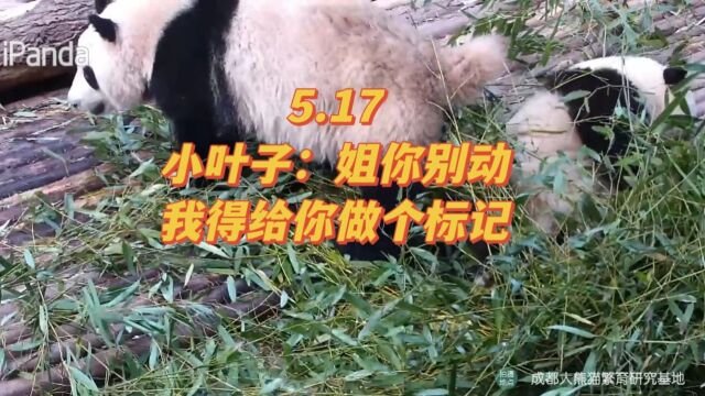 5.17小叶子想给花花做标记,花花没搭理他,他又抱着花花贴贴,今天花花的心情也很好,她还去巡视了后花园,玩了秋千