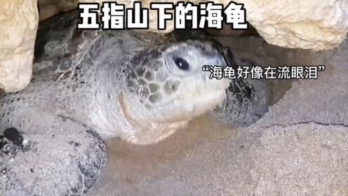 一只海龟被压在了五指山下、他正在等待师傅的救援