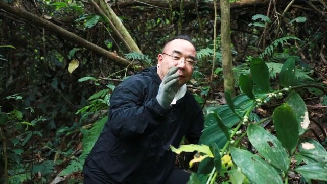 山中的仙人余粮,野生黄精,大家一定要认识