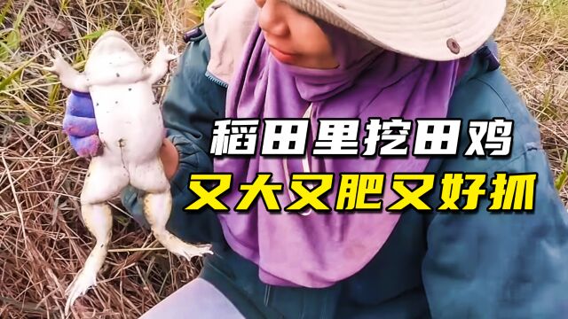 稻田里挖田鸡,随手一扒拉就是一只又大又肥的田鸡,爽!