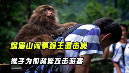 峨眉山上演人猴大战,猴王当场被击毙,猴子为何频繁攻击游客?_高清1080P在线观看平台_腾讯视频