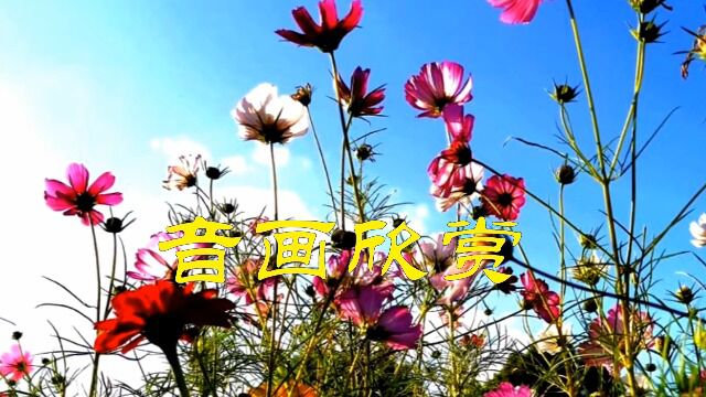 花卉音画欣赏2023.05