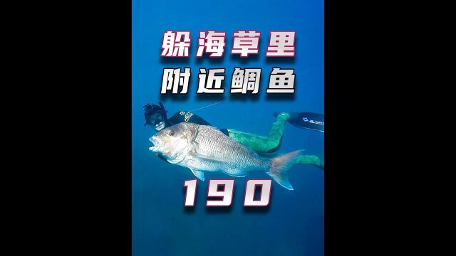 躲在海草里伏击巨型鲷鱼,一打一麻袋真过瘾!#自由潜渔猎#赶海#渔民生活实拍