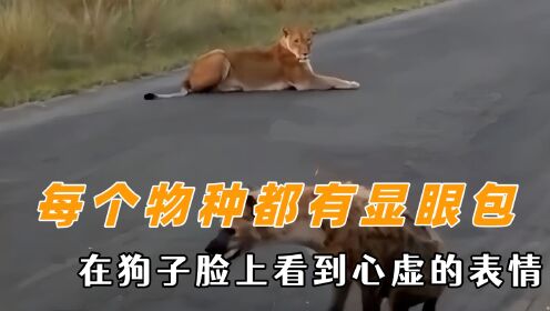 每个物种都有显眼包,在狗子脸上看到心虚的表情,小动物也懂社死_高清1080P在线观看平台_腾讯视频