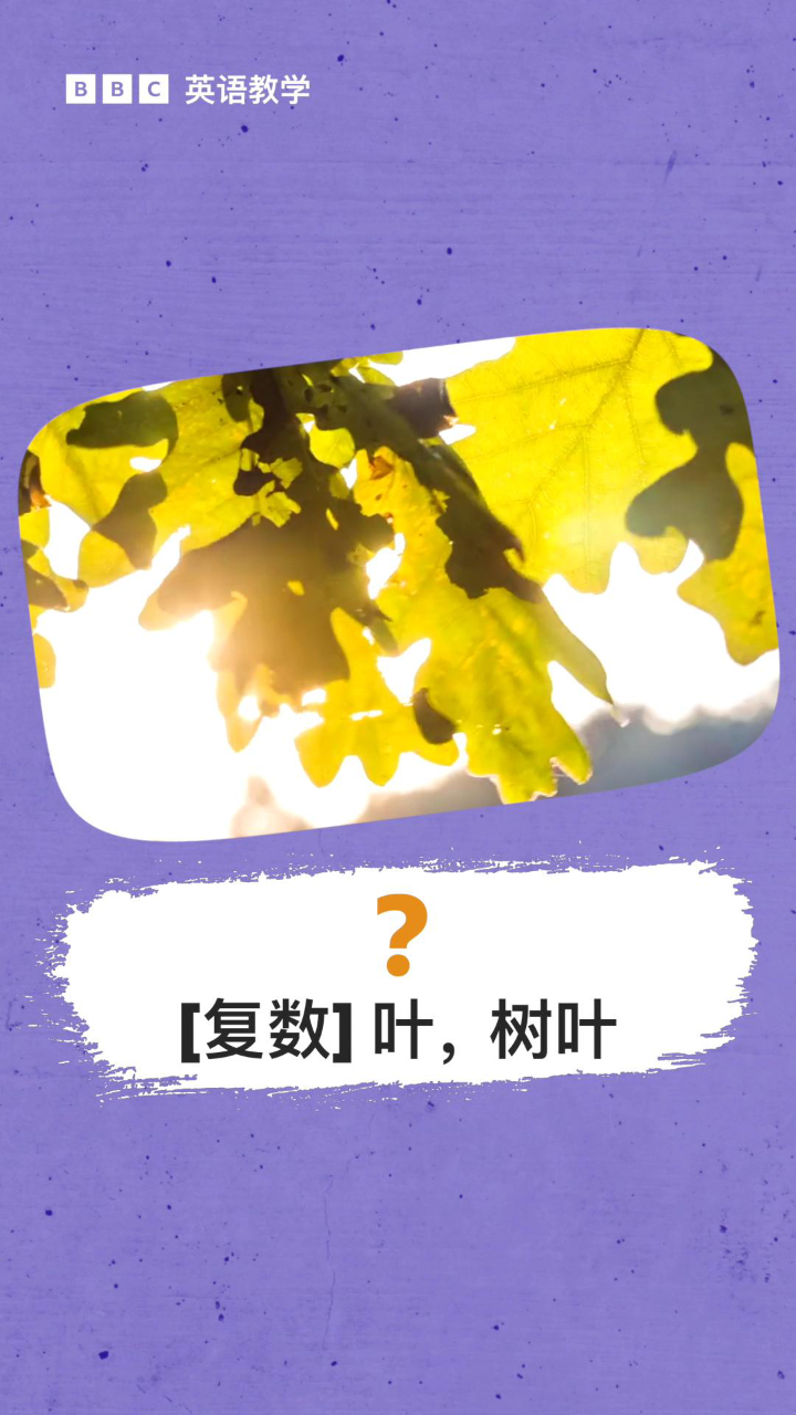 BBC英语教学:Mouse,leaf,deer等不规则名词的复数形式是什么?_高清1080P在线观看平台_腾讯视频