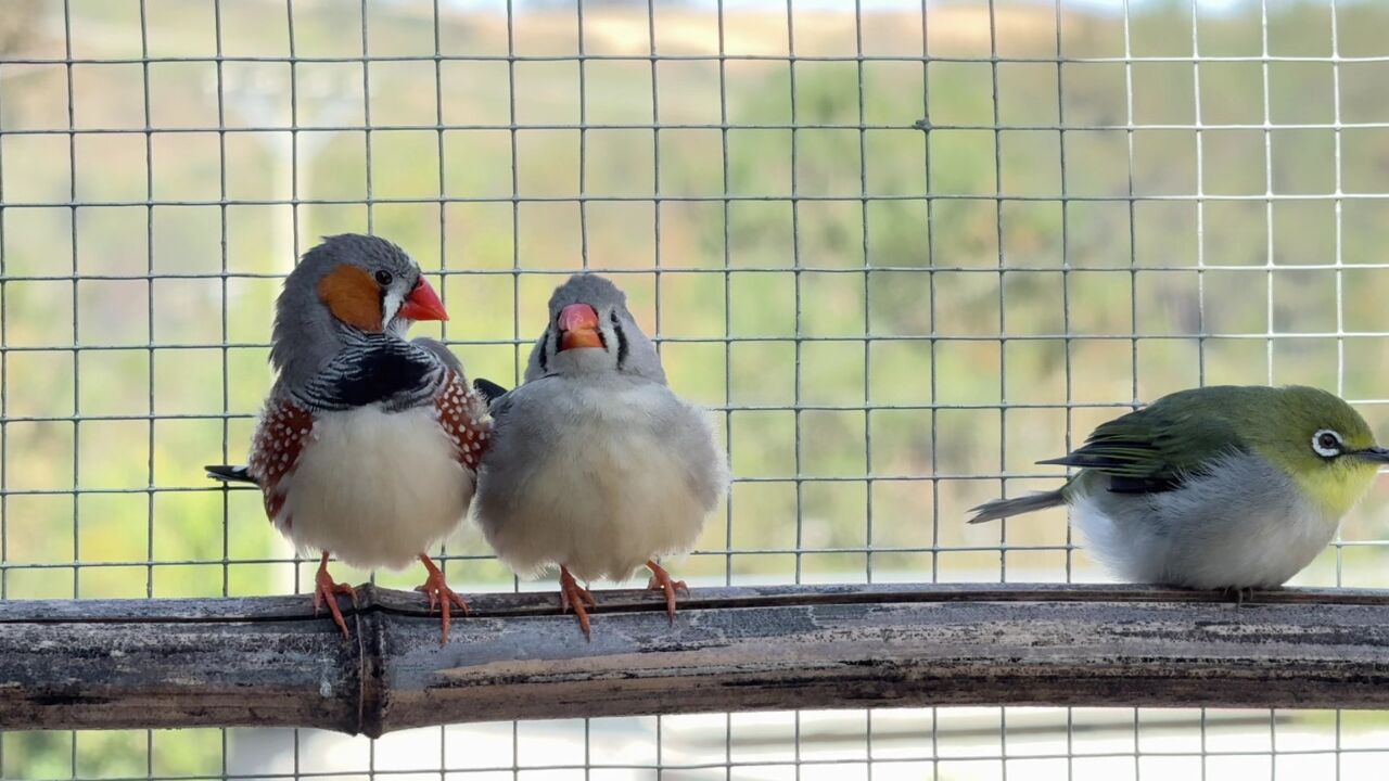 无意间拍到珍珠鸟喂完幼鸟后的幸福画面,原来它们也会亲亲