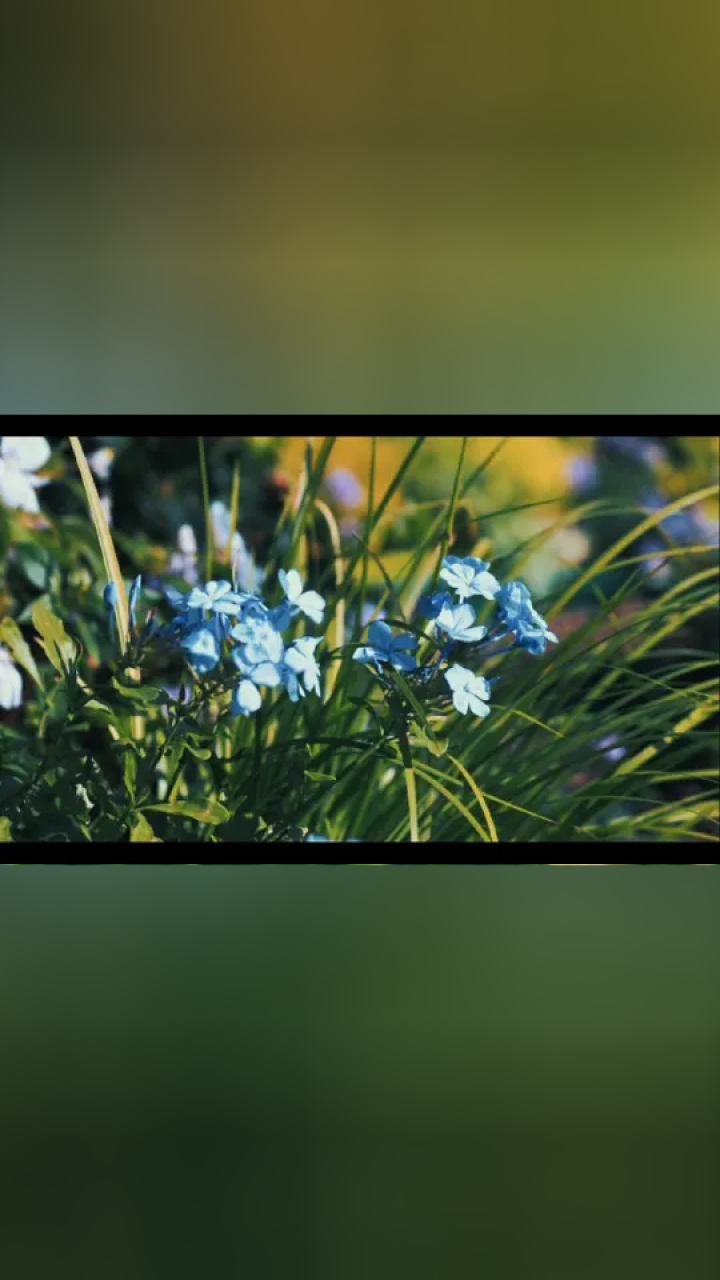 an orchid 《心兰相随》#心兰相随 #雅尼 #经典纯音乐 #治愈系音乐