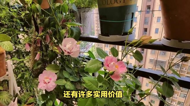 夏天的“花公草”—夏堇,阳台花园清新盆栽!