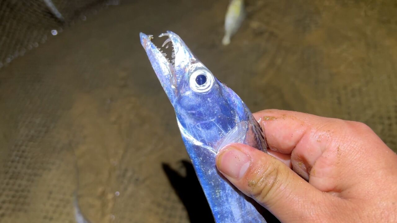 小斗赶海抓到带鱼和黄花鱼,手还被河豚咬了一口,一下不敢了