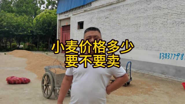 河南南阳小麦价格多少,要不要卖掉