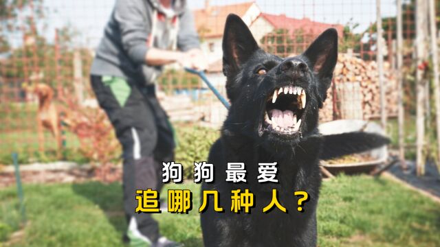 狗狗最爱追哪几种人?