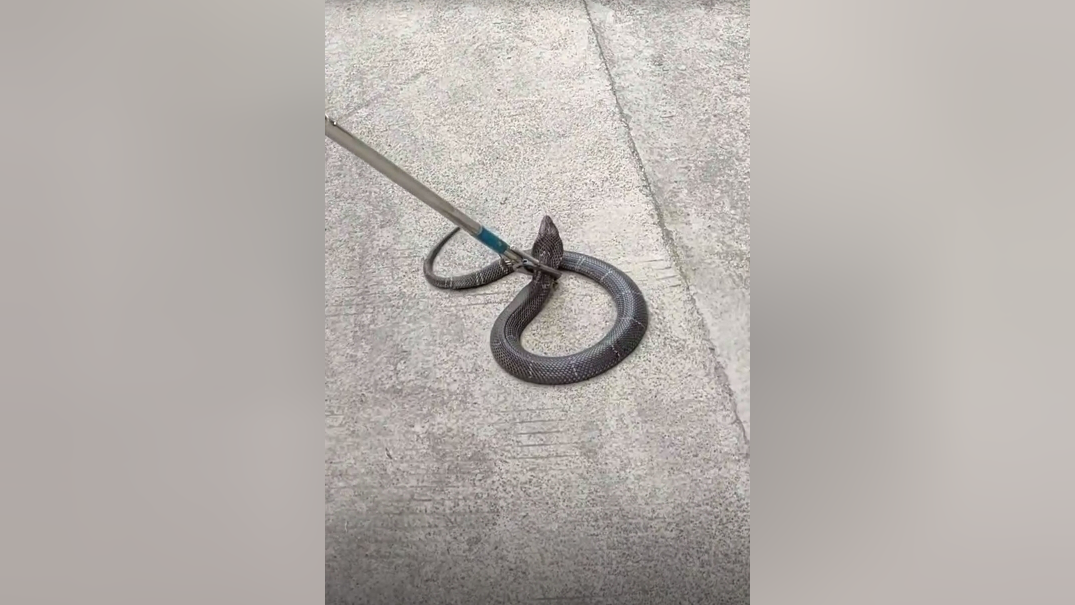 湖南怀化一小区惊现1米多长眼镜蛇,抓到时藏在旧床垫下