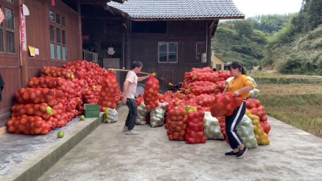 这次豁出去大干一场,帮爷爷把12000斤安江柚全买了,回家搏一搏