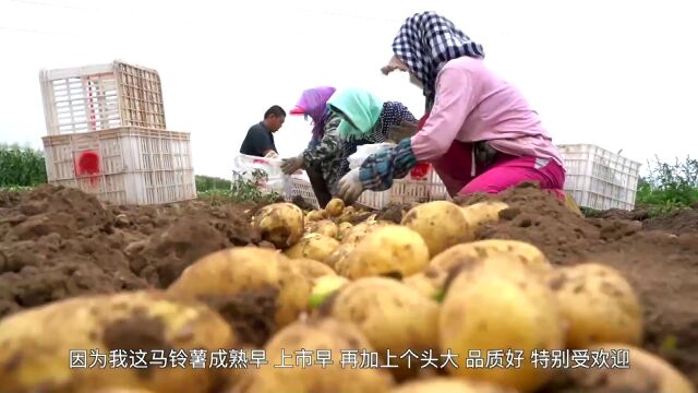 河北唐山 订单蔬菜收获忙