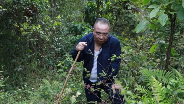 在野外发现这种晶莹剔透的小野果,大家记得一定要认识,紫珠,你们见过吗?