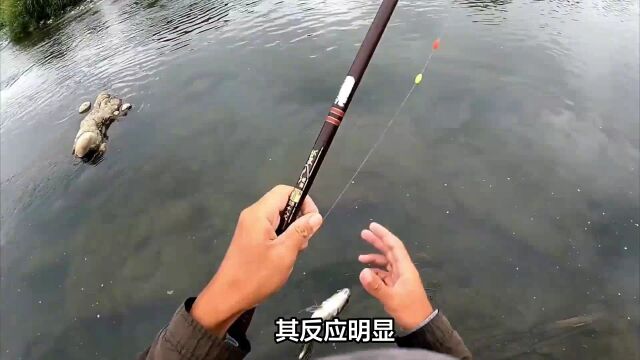 风浪中使用浮漂的技巧