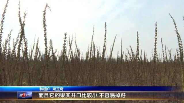 芝麻新品种 种收机械化 每亩节省成本200多元