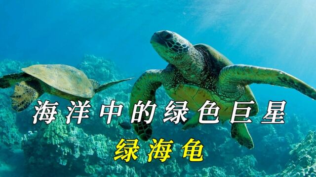 绿海龟:生活在热带和亚热带地区的珍贵海洋生物