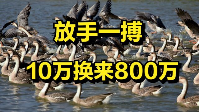 10万元入行养大雁,一只能卖400元,用10万赚得800万元!