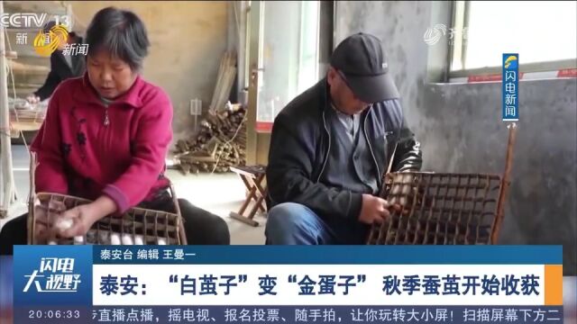 泰安:秋季蚕茧开始收获,“白茧子”变“金蛋子”,蚕农丰产增收