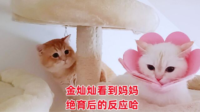 小帅猫忽然看到绝育后的猫妈,这表情也是没谁了