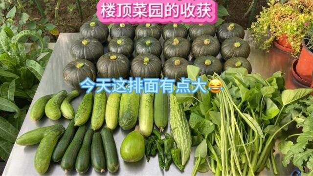 楼顶菜园摘菜喽 今日又是收获满满的一天 瓜果蔬菜摆了一大桌