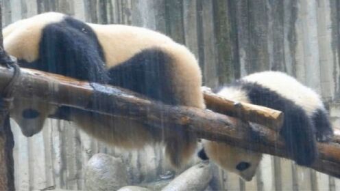 正常的熊猫躲雨VS陈园润一家躲雨，哈哈反差真大！