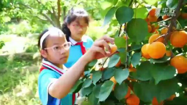 央媒看沧州 | 河北献县:“校园农场”播撒劳动教育新希望