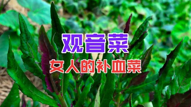 观音菜号称“女性之友”原来用途这么强大,不认识就亏了!