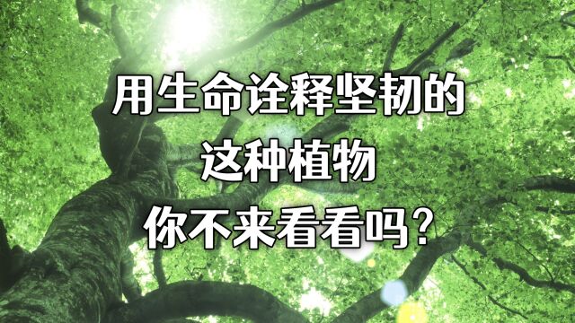 用生命诠释坚韧的这种植物,你不来看看吗?