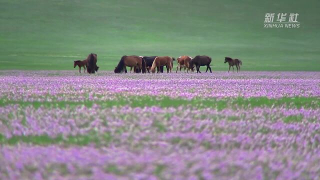 千城胜景|内蒙古扎鲁特旗:草原花开美如画