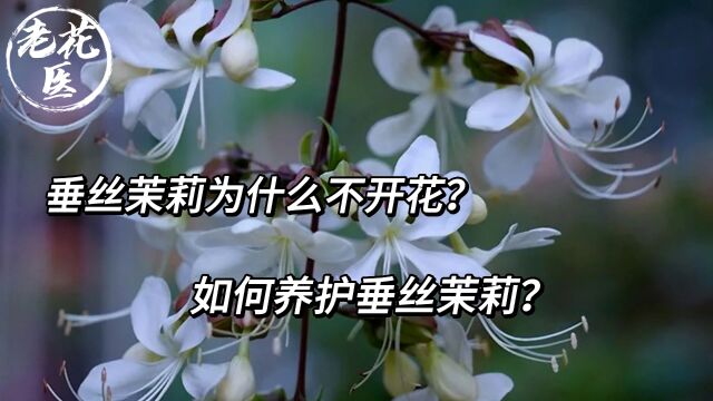 垂丝茉莉为什么不开花?如何养护垂丝茉莉?