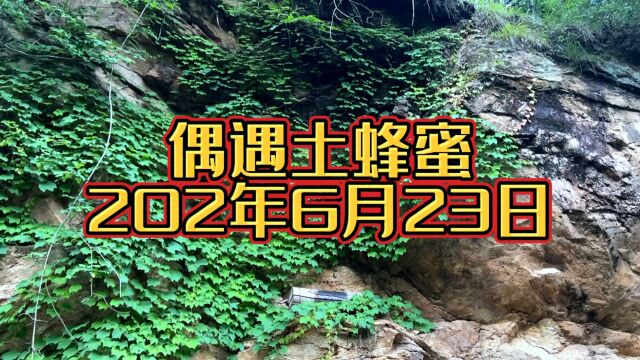 6月23日回老家偶遇了秦岭野生土蜂蜜