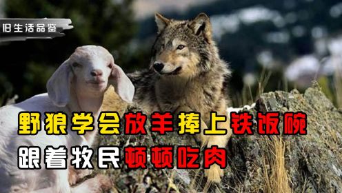 野狼学会放羊捧上铁饭碗，跟着牧民顿顿吃肉