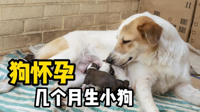 狗怀孕几个月生小狗