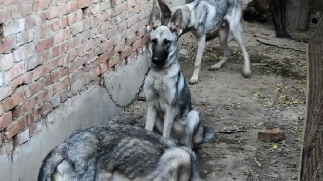 欣赏下这4只中华狼青犬,3公1母超漂亮,看见护院一流犬